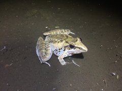 Ptychadena oxyrhynchus