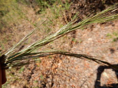 Aristida lanosa