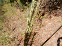 Aristida lanosa