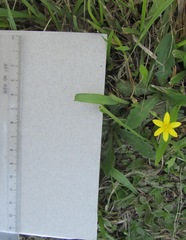 Hypoxis angustifolia