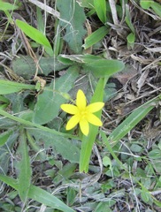 Hypoxis angustifolia