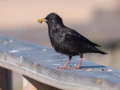 Spotless Starling photo 4