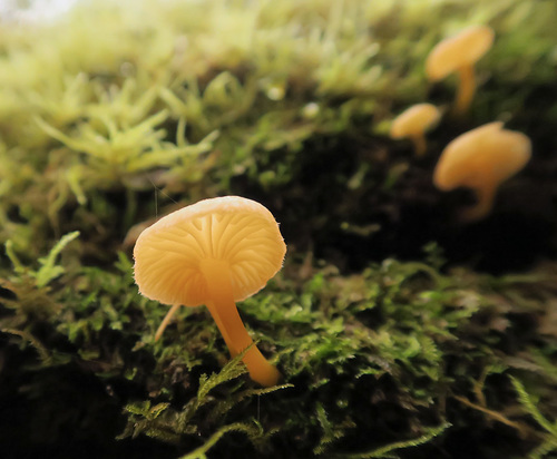 Chrysomphalina aurantiaca image