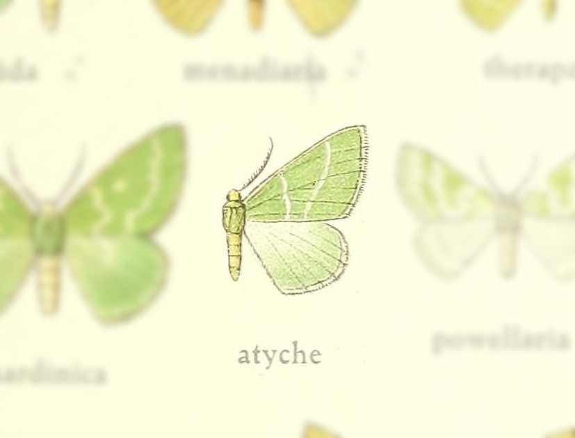 Thetidia atyche