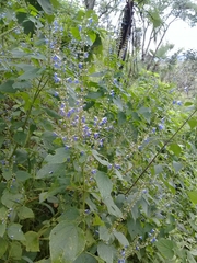 Salvia longispicata