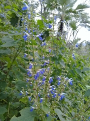 Salvia longispicata