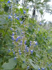 Salvia longispicata