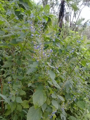 Salvia longispicata