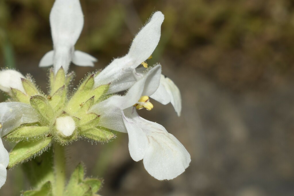 Common Ironwort from North Aegean Region, Greece on April 23, 2023 at ...