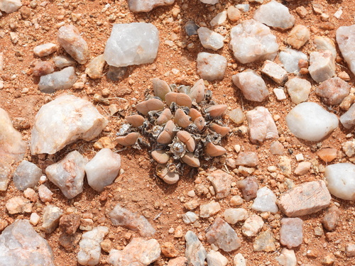 Cheiridopsis vanzylii