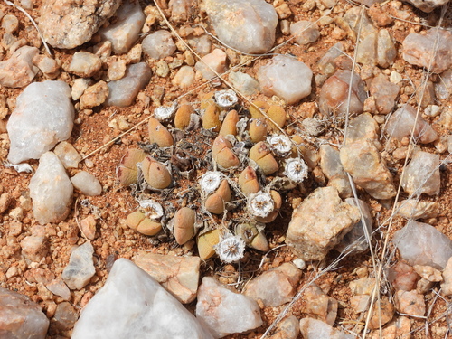 Cheiridopsis vanzylii