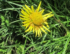 Berkheya setifera