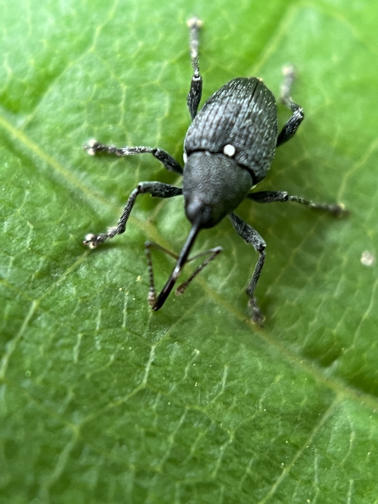Curculio vicetinus