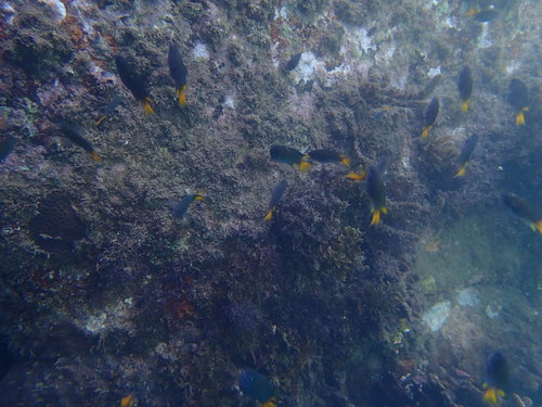 Neopomacentrus bankieri
