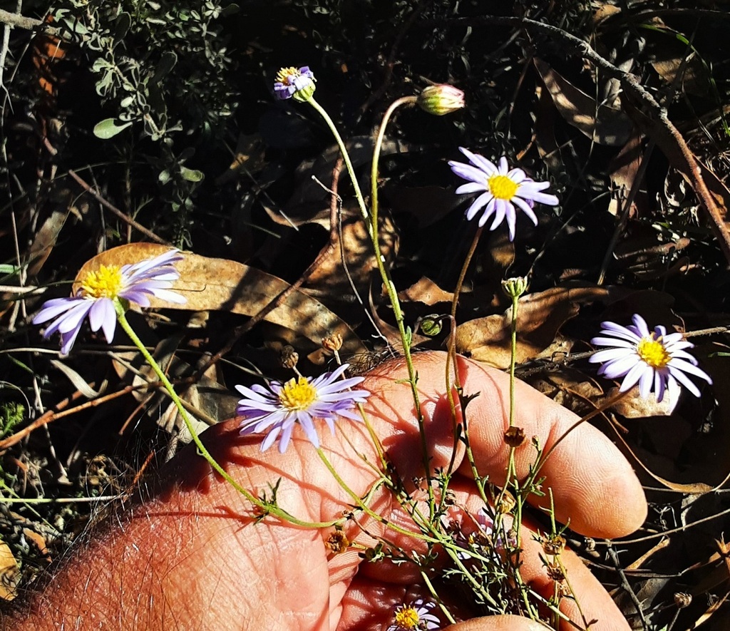 rigidula from Marrangaroo National Park Lithgow NSW 2790