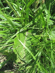 Berkheya setifera