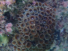 Palythoa tuberculosa