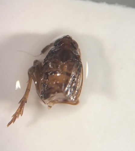 Delphacodes capnodes