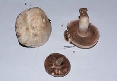 Agaricus braendlei