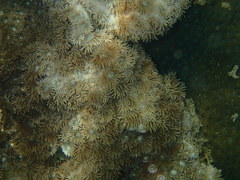 Duncanopsammia peltata