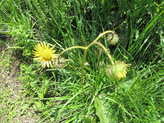 Berkheya setifera