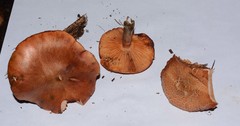 Gymnopilus aeruginosus