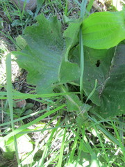 Berkheya setifera
