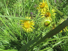 Berkheya setifera