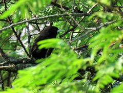 Amblycercus holosericeus