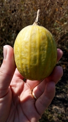 Apodanthera undulata