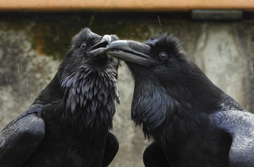 Common Raven photographed in Alaska