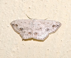 Scopula pulchellata
