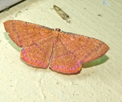 Eumelea rosalia