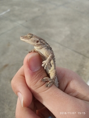 Tarentola mauritanica mauritanica