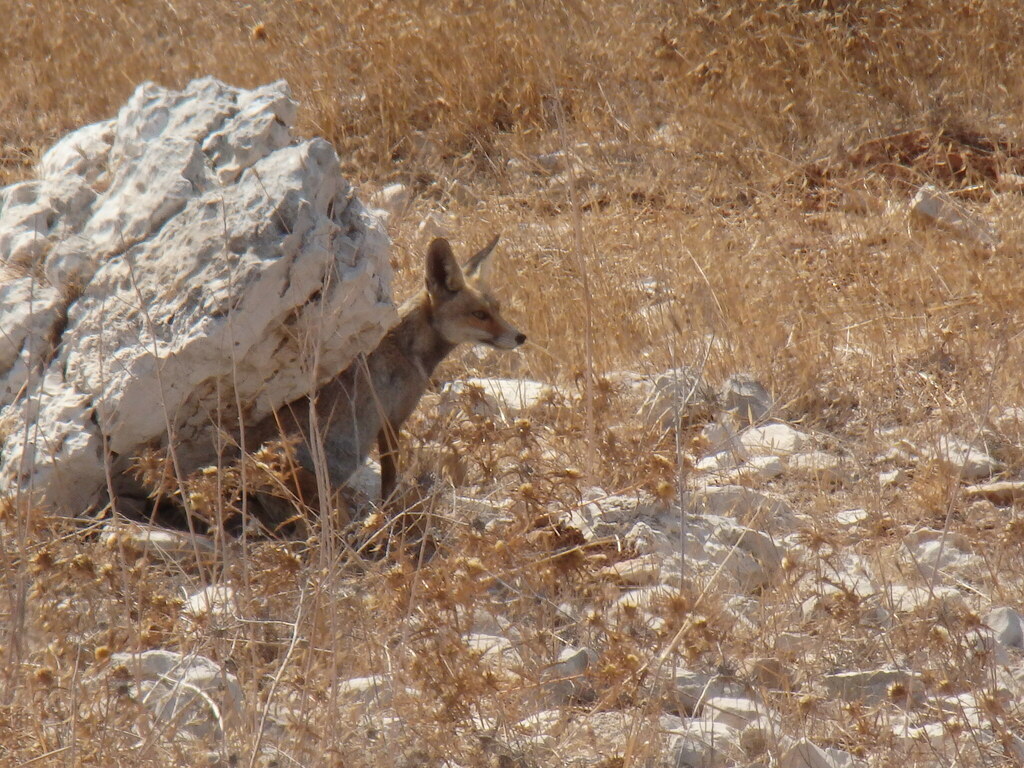 Palestinian Fox Palestinian Red Fox from Jerusalem on October 1, 2014 at 03:37 PM by ...