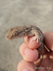 Tarentola mauritanica mauritanica