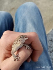 Tarentola mauritanica mauritanica