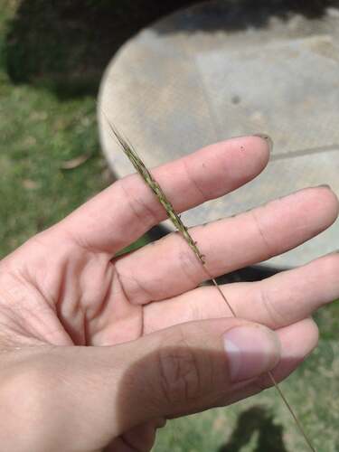 Bothriochloa macra observed 2023-04-26