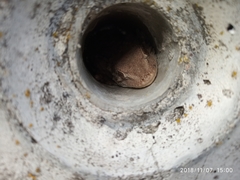 Tarentola mauritanica mauritanica