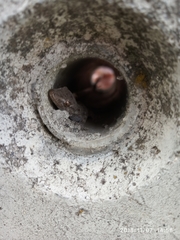 Tarentola mauritanica mauritanica