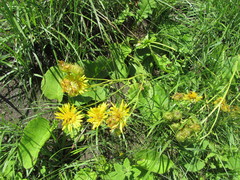 Berkheya setifera