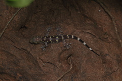 Hemidactylus prashadi