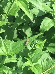 Oncometopia hamiltoni