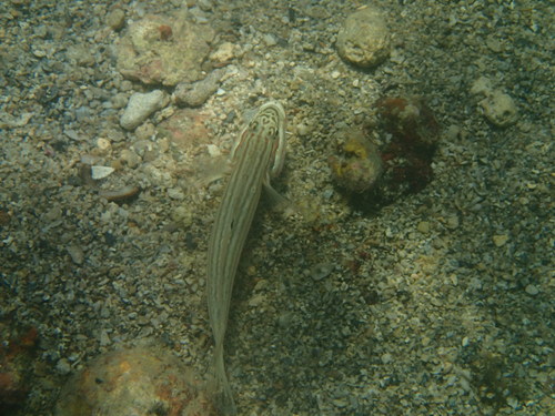 Valenciennea muralis