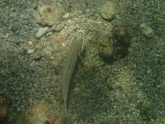 Valenciennea muralis