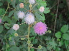 Mimosa albida