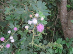Mimosa albida