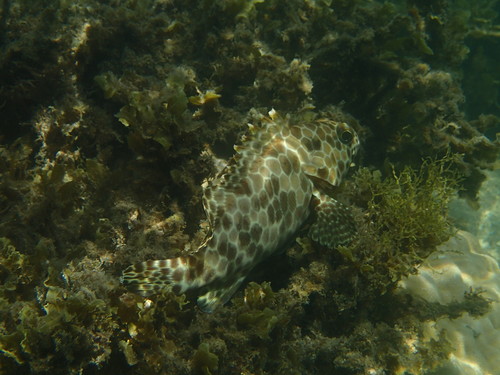 Epinephelus quoyanus