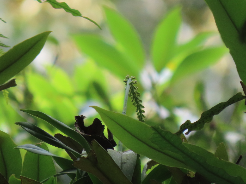 Phreatia morii