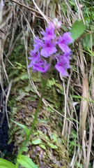 Dactylorhiza foliosa image